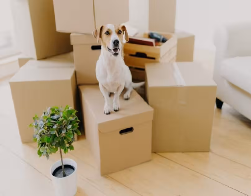 Pet-Friendly Moving